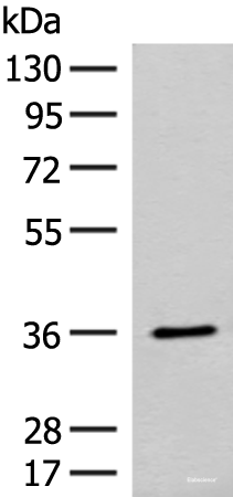 Western blot analysis of Mouse small intestines tissue lysate using FAM84A Polyclonal Antibody at dilution of 1:300