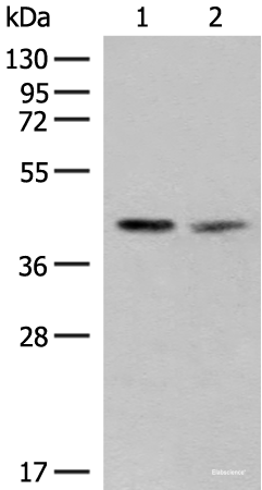 Western blot analysis of PC3 and HUVEC cell lysates using FAM84B Polyclonal Antibody at dilution of 1:400