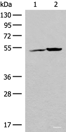 Western blot analysis of K562 cell and Human heart tissue lysates using FECH Polyclonal Antibody at dilution of 1:500