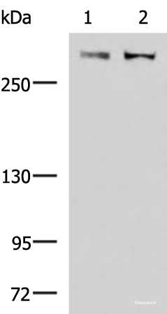 Western blot analysis of A172 and NIH/3T3 cell lysates using FLNC Polyclonal Antibody at dilution of 1:800