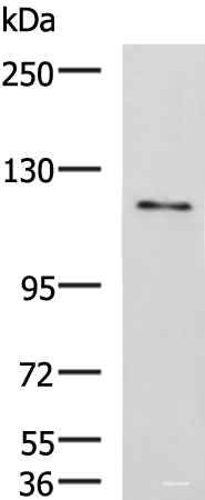 Western blot analysis of LO2 cell lysate using FNIP2 Polyclonal Antibody at dilution of 1:1000