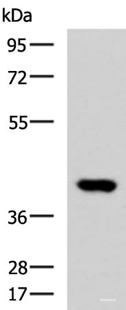 Western blot analysis of Human heart tissue lysate using FOXI1 Polyclonal Antibody at dilution of 1:800