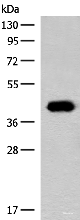 Western blot analysis of Hela cell lysate using GIPC1 Polyclonal Antibody at dilution of 1:400