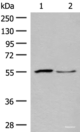 Western blot analysis of Human placenta tissue and PC3 cell lysates using SLC2A8 Polyclonal Antibody at dilution of 1:400