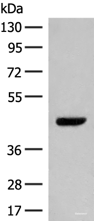 Western blot analysis of NIH/3T3 cell lysate using GPR52 Polyclonal Antibody at dilution of 1:400