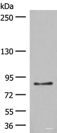 Western blot analysis of LO2 cell lysate using TAS1R3 Polyclonal Antibody at dilution of 1:400