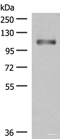 Western blot analysis of Human fetal liver tissue lysate using GRIPAP1 Polyclonal Antibody at dilution of 1:550