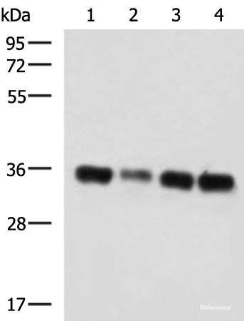Western blot analysis of 293T cell lysates using GRHPR Polyclonal Antibody at dilution of 1:750