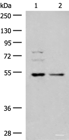 Western blot analysis of 293T and Jurkat cell lysates using GRSF1 Polyclonal Antibody at dilution of 1:300