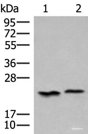 Western blot analysis of 293T cell lysates using HEBP1 Polyclonal Antibody at dilution of 1:450