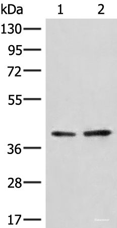 Western blot analysis of A172 and LO2 cell lysates using HNRNPA3 Polyclonal Antibody at dilution of 1:500