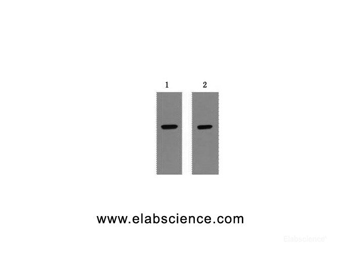 Western Blot analysis of 1ug Strep II fusion protein using Strep-Tag Monoclonal Antibody at dilution of 1) 1:5000 2) 1:10000.