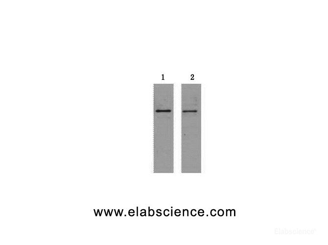 Western Blot analysis of 2ug S-Tag fusion protein using S-Tag Monoclonal Antibody at dilution of 1) 1:5000 2) 1:10000.