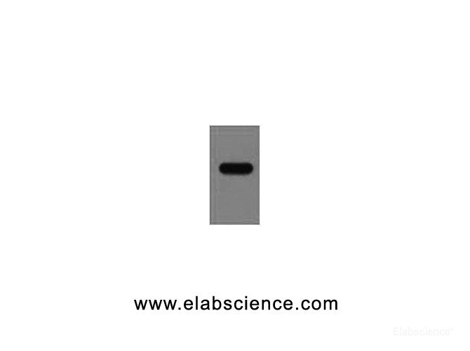 Western Blot analysis of recombinant protein using StrepTag II Monoclonal Antibody at dilution of 1:5000.