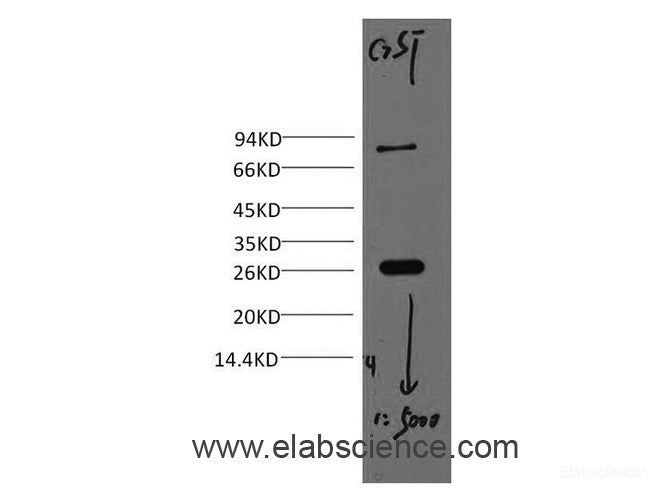 Western blot analysis of 0.2ug GST protein using GST Monoclonal Antibody at dilution of 1:5000