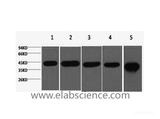 Western Blot analysis of 1) 293T, 2) Mouse kidney, 3) Hela, 4) Rat heart, 5) Rat brain using beta actin Monoclonal Antibody at dilution of 1:5000.