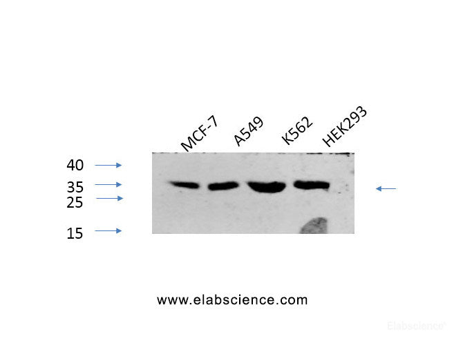 Western Blot analysis of various cells using Phospho-CREB1 (Ser133) Polyclonal Antibody at dilution of 1:1000