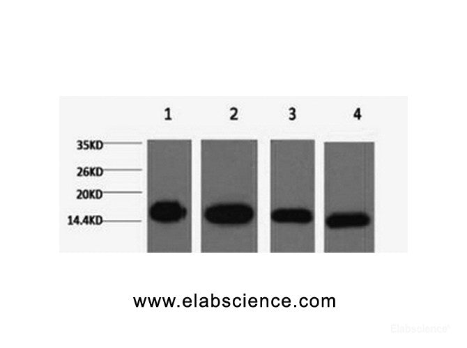 Western Blot analysis of 1) Hela, 2) Raw264.7, 3) Mouse brain, 4) Rat brain using Histone H3 Monoclonal Antibody at dilution of 1:5000.