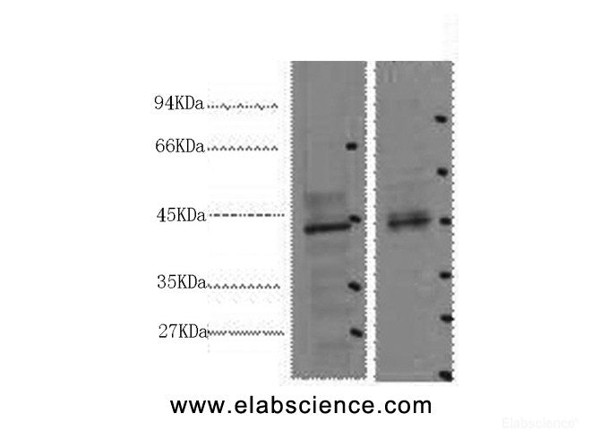 Western Blot analysis of 1) 293T, 2) Mouse heart using CDX2 Monoclonal Antibody at dilution of 1:2000.