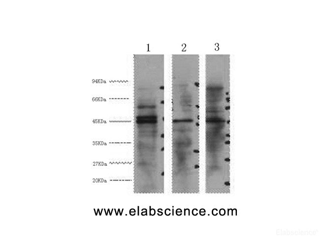 Western Blot analysis of 1) Hela, 2) Jurkat, 3) 293T cells using ENO2 Monoclonal Antibody at dilution of 1:3000.