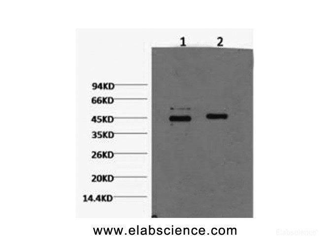 Western Blot analysis of Hela cells using CASP9 Monoclonal Antibody at dilution of 1) 1:2000 2) 1:5000.