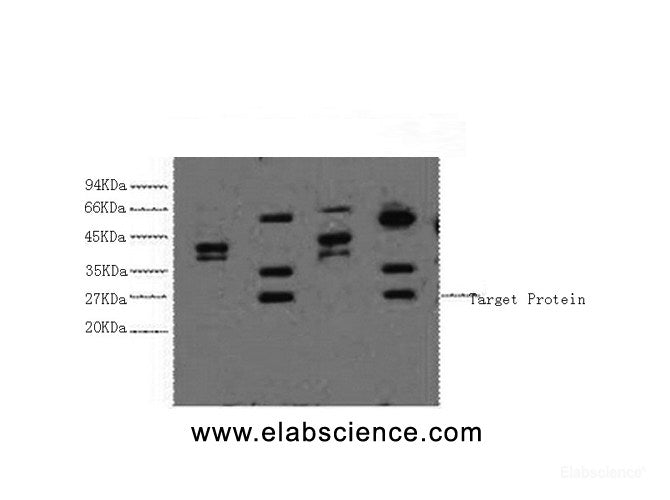 Western Blot analysis of 1) Hela, 2) HepG2, 3) 293T, 4) Jurkat cells using ERCC1 Monoclonal Antibody at dilution of 1:2000.
