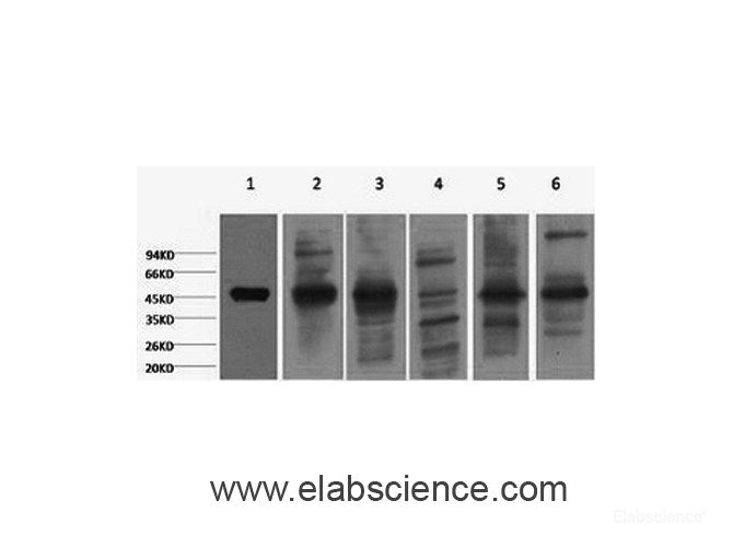 Western Blot analysis of 1) HepG2, 2) Hela, 3) Mouse Liver tissue, 4) C2C12, 5) Rat Heart tissue, 6) Mouse Skeletal Muscle tissue, (8F2 using CK-18 Monoclonal Antibody at dilution of 1:2000.