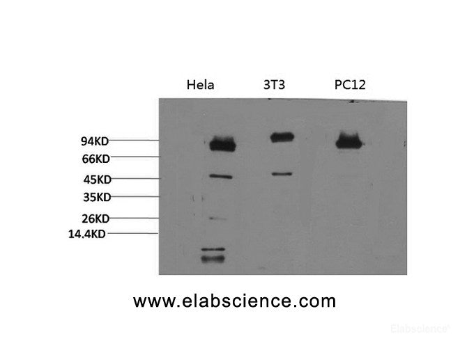 Western Blot analysis of 1) Hela, 2)3T3, 3) PC-12 cells using STAT3 Monoclonal Antibody at dilution of 1:2000.