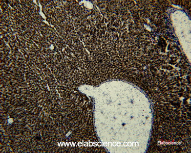 Immunohistochemistry of paraffin-embedded Rat liver tissue using Transferrin Monoclonal Antibody at dilution of 1:50.