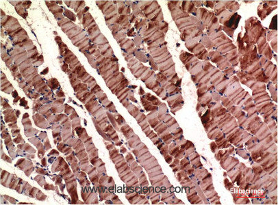 Immunohistochemistry of paraffin-embedded Mouse skeletal muscle tissue using ACTA1 Monoclonal Antibody at dilution of 1:200.