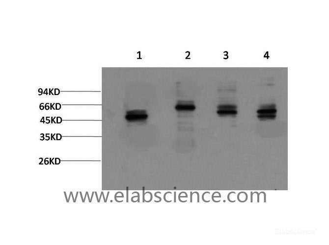 Western Blot analysis of 1) Jurkat, 2) Hela, 3) Rat brain , 4) Mouse brain using gamma Tubulin Monoclonal Antibody at dilution of 1:2000.