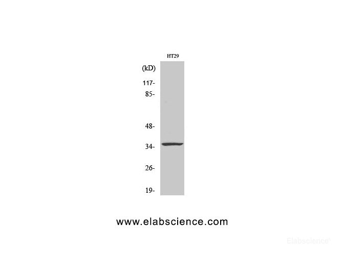 Western Blot analysis of HT29 cells using CASP7 Polyclonal Antibody at dilution of 1:1000.