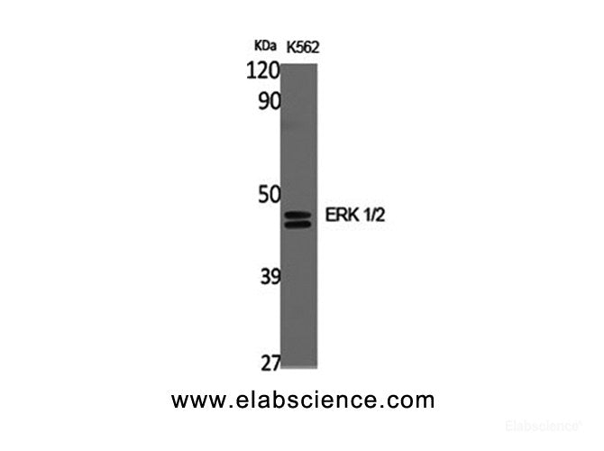 Western Blot analysis of K562 cells using ERK 1/2 Polyclonal Antibody at dilution of 1:2000.