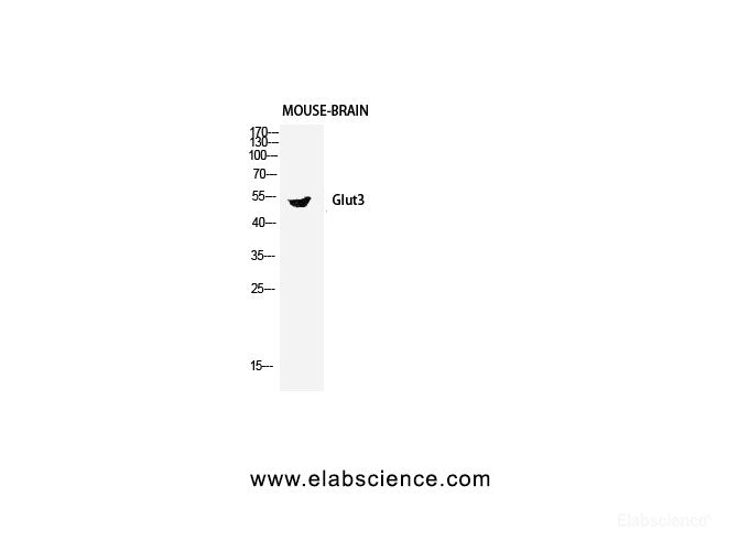 Western Blot analysis of Mouse kidney, using GLUT-3 Polyclonal Antibody at dilution of 1:2000.