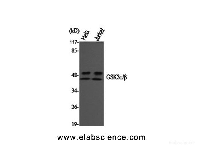 Western Blot analysis of Hela, Jurkat cells using GSK3 alpha/beta Polyclonal Antibody at dilution of 1:1000.