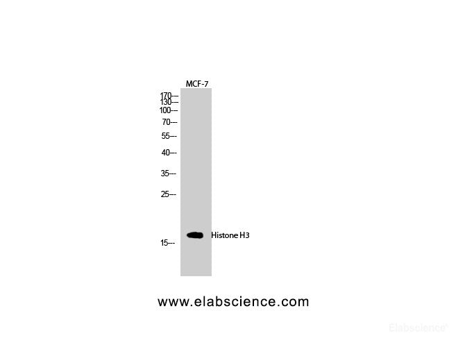 Western Blot analysis of MCF7 cells using Histone H3 Polyclonal Antibody at dilution of 1:2000.