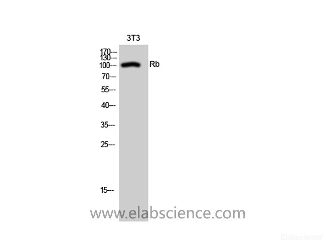 Western Blot analysis of 3T3 cells using RB1 Polyclonal Antibody at dilution of 1:1000.
