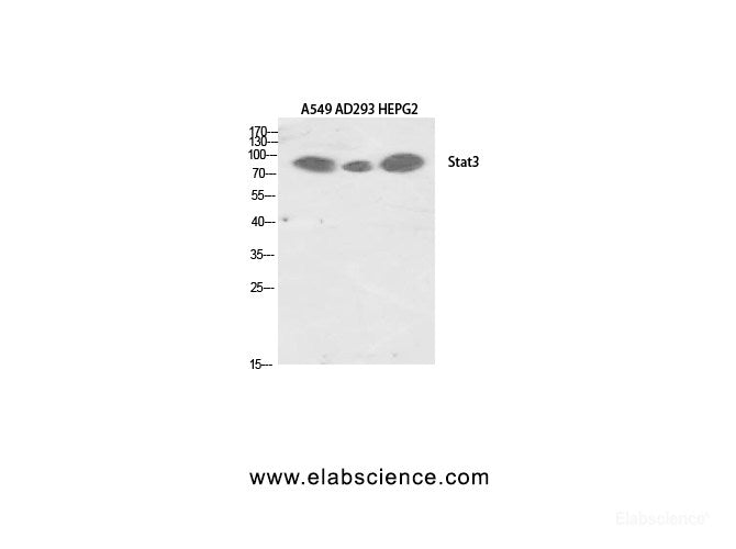 Western Blot analysis of 1) A549, 2) AD293T, 3)HepG2 cells using Stat3 Polyclonal Antibody at dilution of 1:2000.
