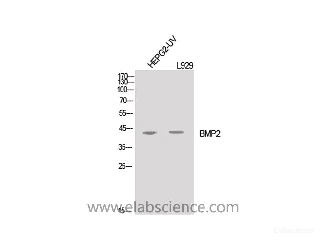 Western Blot analysis of HepG2-UV, L929 cells using BMP2 Polyclonal Antibody at dilution of 1:1000.
