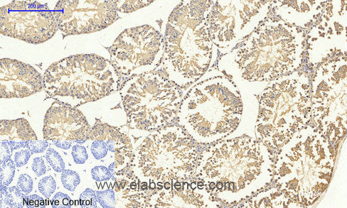 Immunohistochemistry of paraffin-embedded Mouse testis tissue using Smad4 Polyclonal Antibody at dilution of 1:200.