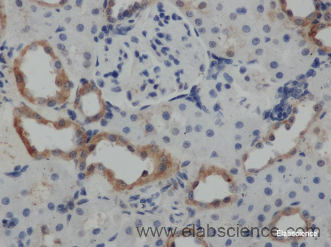 Immunohistochemistry of paraffin-embedded Rat kidney using Lep Polyclonal Antibody at dilution of 1:50