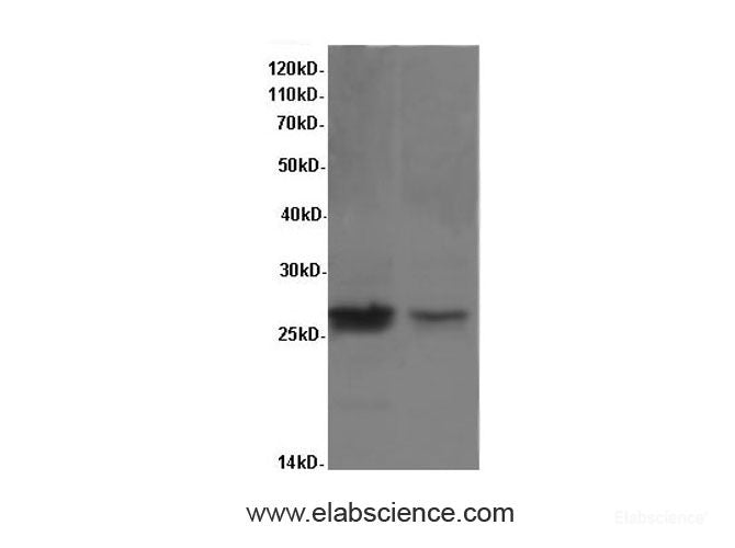 Western Blot analysis of Rat lung tissue using VEGFA Polyclonal Antibody at dilution of 1:600