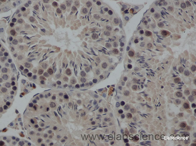 Immunohistochemistry of paraffin-embedded Rat testis using FSH beta Polyclonal Antibody at dilution of 1:50