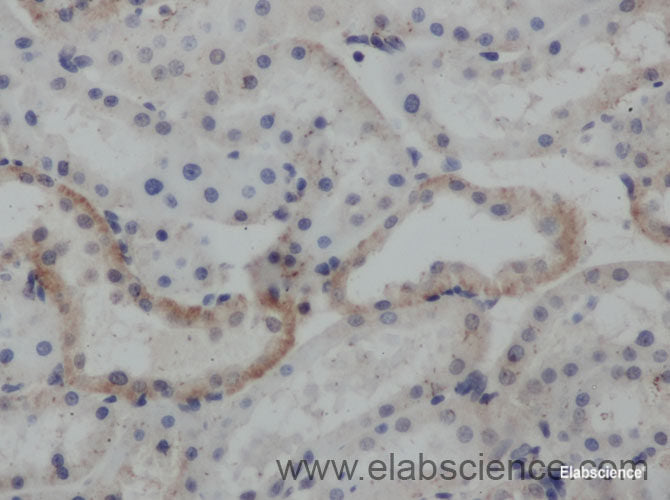 Immunohistochemistry of paraffin-embedded Rat kidney using LUM Polyclonal Antibody at dilution of 1:50