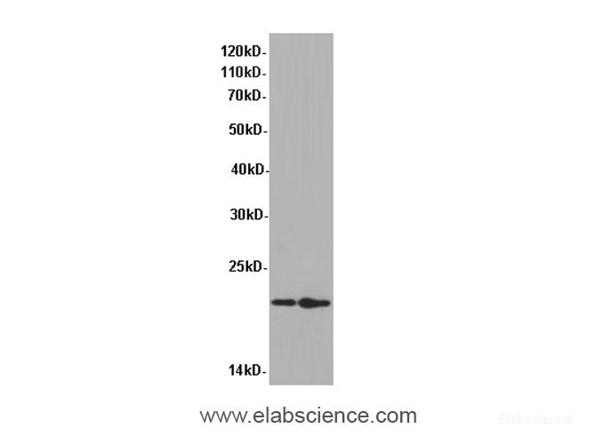 Western Blot analysis of Coco-2 and HepG-2 cells using GCG Polyclonal Antibody at dilution of 1:600
