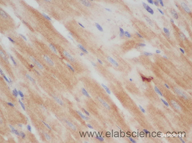 Immunohistochemistry of paraffin-embedded Rat heart using CD48 Polyclonal Antibody at dilution of 1:50