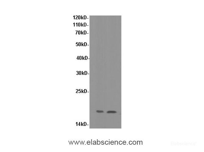 Western Blot analysis of Hela and K562 cells using SOD1 Polyclonal Antibody at dilution of 1:600