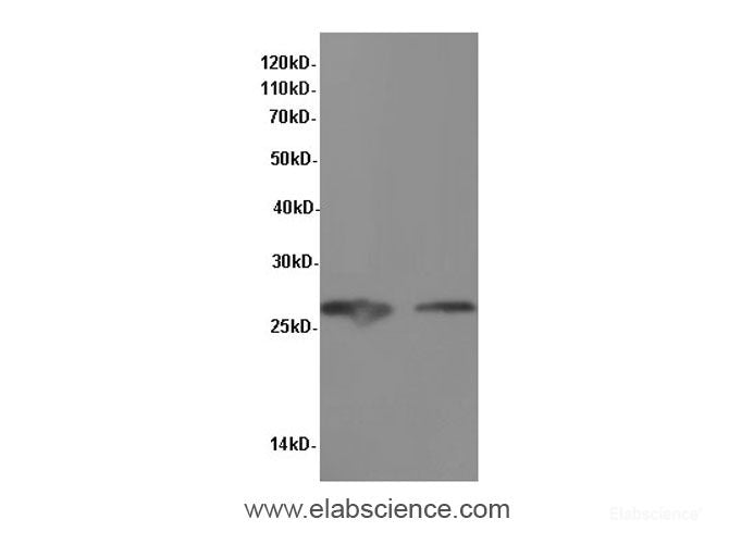 Western Blot analysis of Hela and Raji cells using NGF Polyclonal Antibody at dilution of 1:600