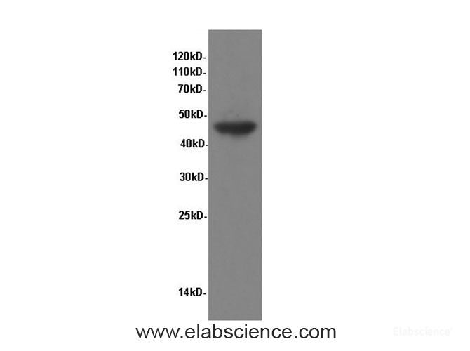 Western Blot analysis of Hela cells using ENO1 Polyclonal Antibody at dilution of 1:600