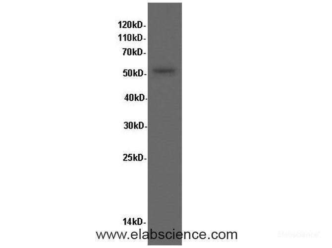 Western Blot analysis of Hela cells using PPARA Polyclonal Antibody at dilution of 1:600